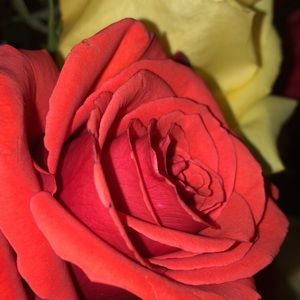 Meet your Posher, Nay